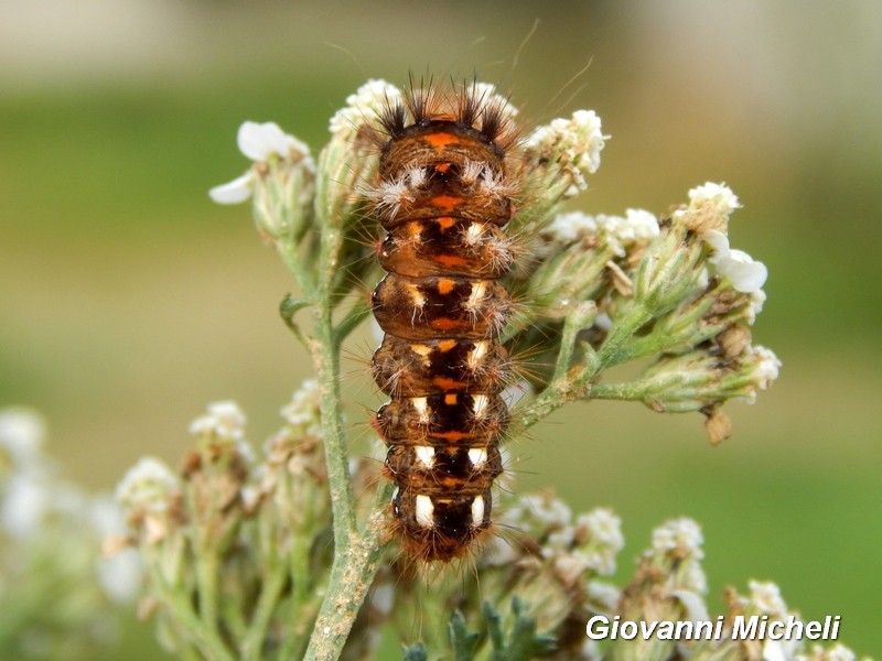 Bel bruco da ID - Acronicta (Viminia) rumicis